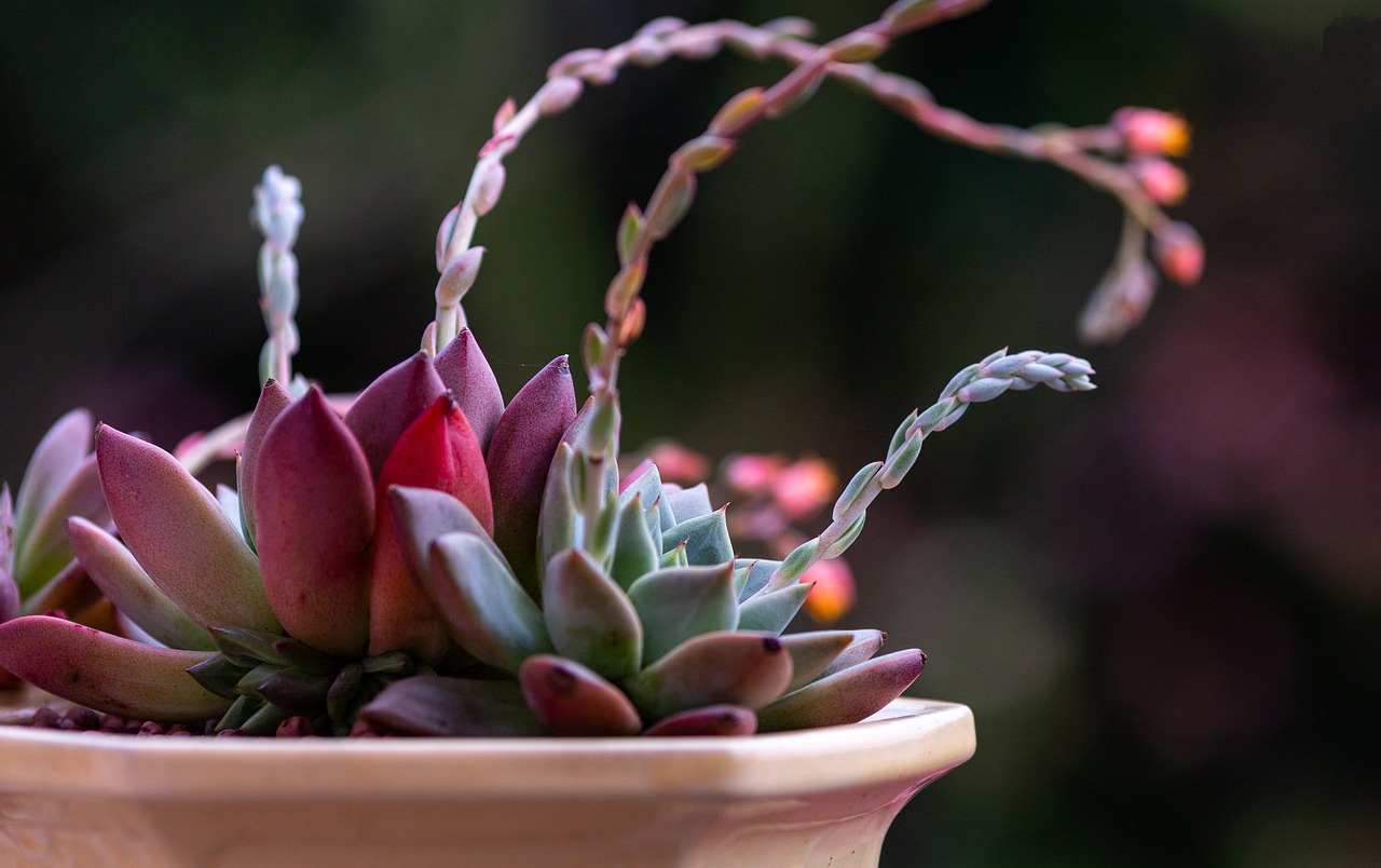 How to Create a Backyard Zen Garden with Minimal Tools